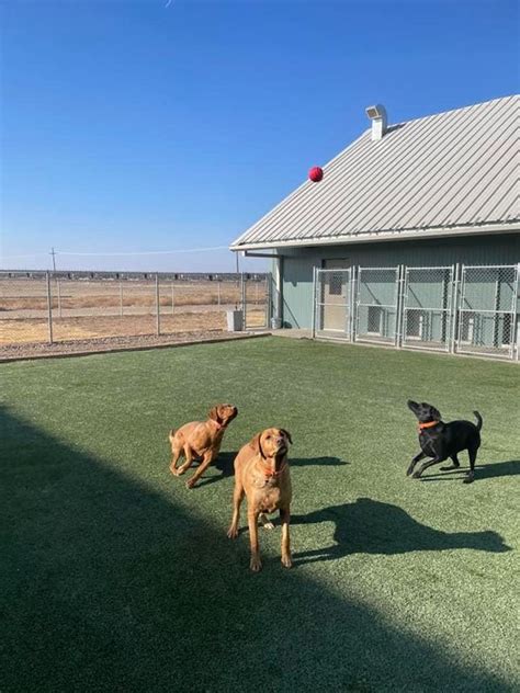 Welcome to The Dog Ranch. A quaint, 23 room facility located in the peaceful community of Evansburg, Alberta. With acres of groomed trails for daily walking, it is the ideal location for your pet's vacation. The Dog Ranch is located on the south side of Highway 16 and Range Road 65 Jct. 757. A short 50 minute drive west of Edmonton.